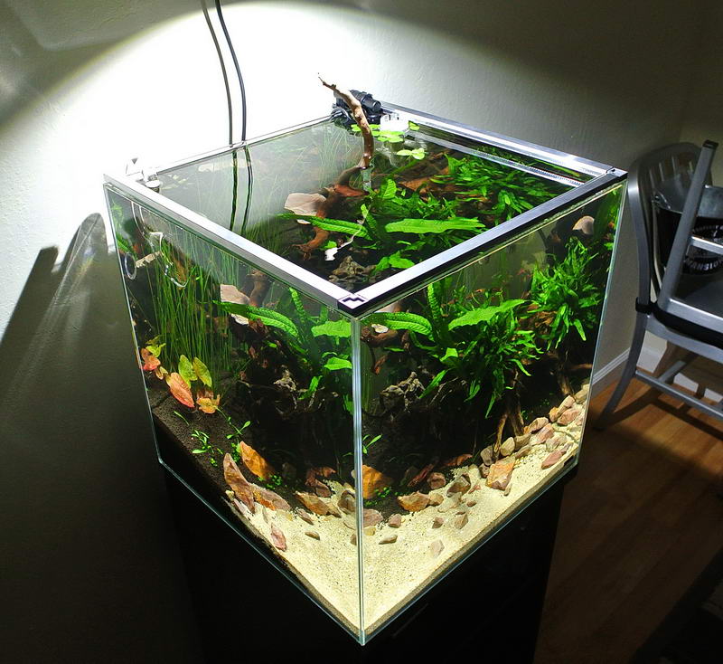 Nano schooling fish | Page 2 | The Planted Tank Forum